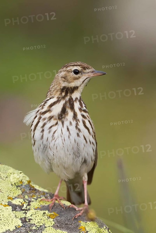 Tree Pipit - Baumpieper - Anthus trivialis, Kazakhstan