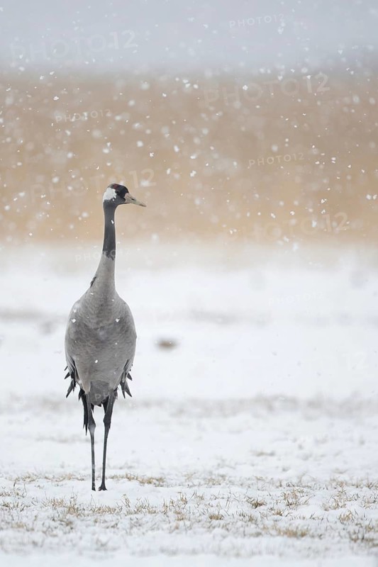 Common Crane (Grus grus), Mecklenburg-Western Pomerania, Germany