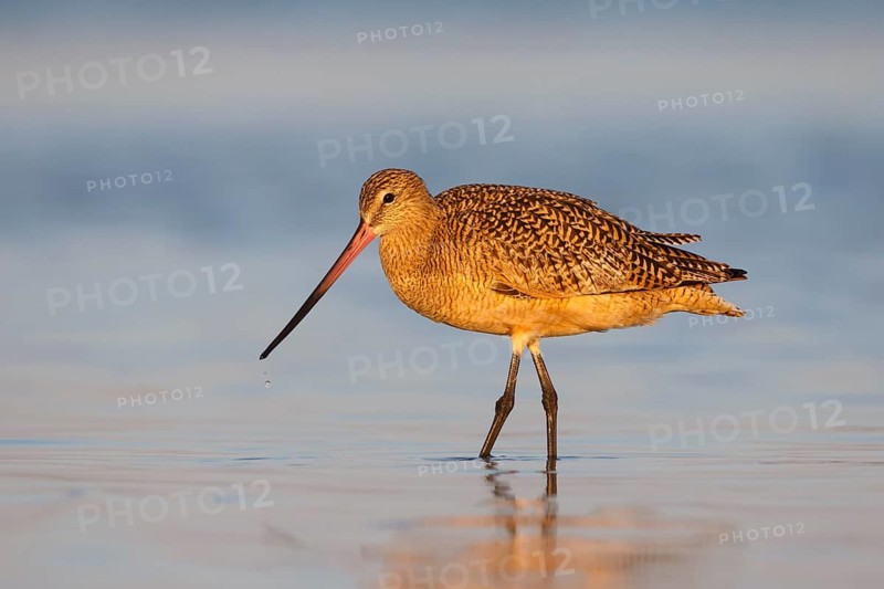 Marbled Godwit (Limosa fedoa) foraging, Florida, USA