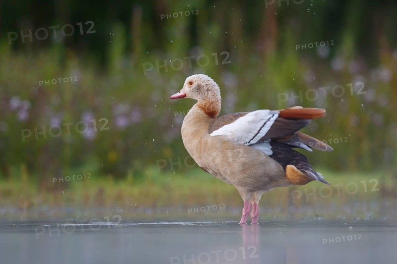 Egyptian Goose (Alopochen aegyptiaca) female, North Rhine-Westphalia, Germany