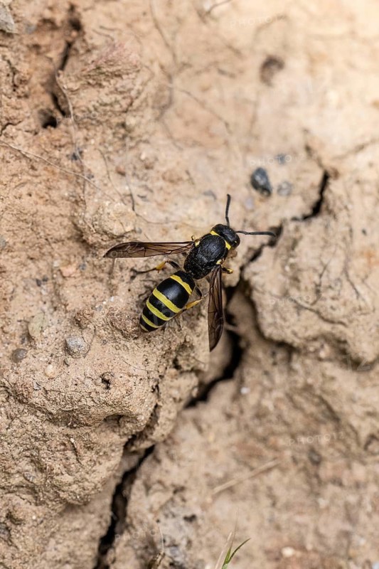 Clay wasp (Ancistrocerus nigricornis), Emsland, Lower Saxony, Germany