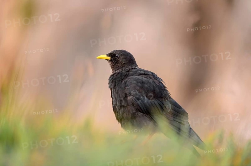 Alpine Chough (Pyrrhocorax graculus) perched on the ground, Bern, Switzerland