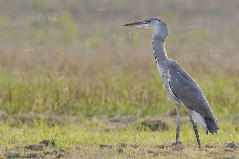 Grey Heron (Ardea cinerea), Baden-Wuerttemberg, Germany
