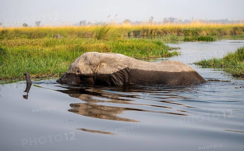 African elephant (Loxodonta africana) swimming in the swamp, Xakanaxa Lagoon, Okavango Delta, Moremi Game Reserve, Botswana