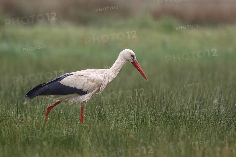 White Stork (Ciconia ciconia) foraging, North Rhine-Westphalia, Germany