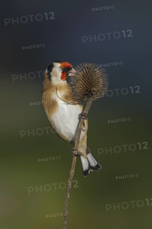 European Goldfinch (Carduelis carduelis), Scotland, United Kingdom