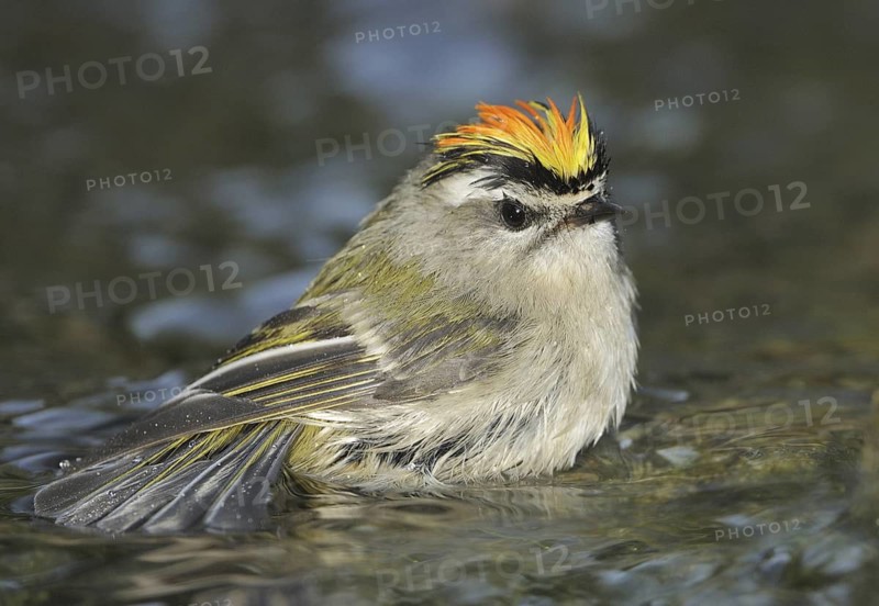 Golden-crowned Kinglet (Regulus satrapa), British Columbia, Canada