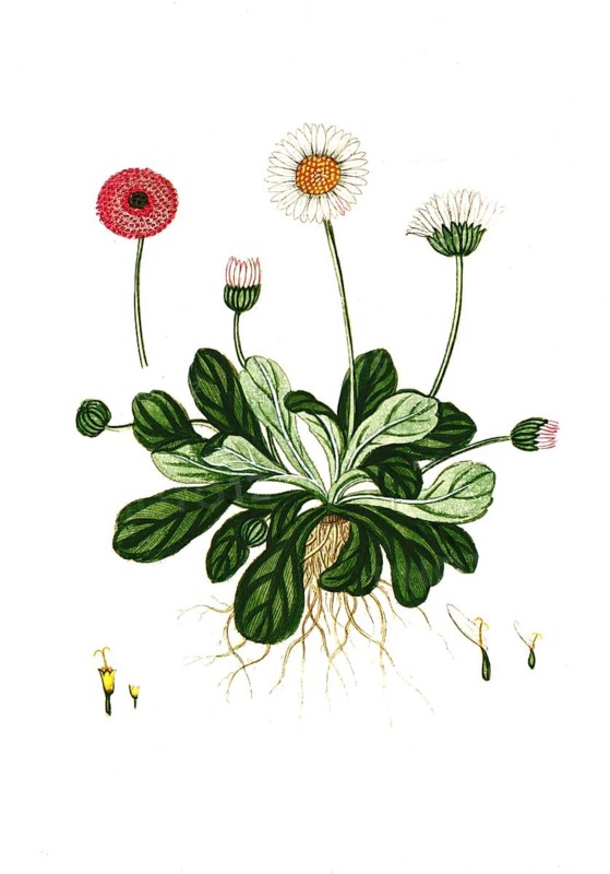 Bellis perennis, daisy, digital reproduction of a historical original, between 1790 and 1810