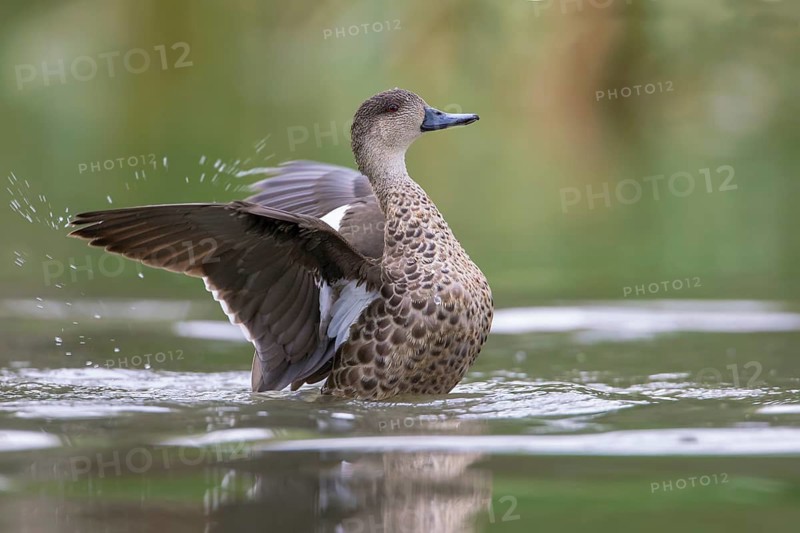 Grey Teal (Anas gracilis) bathing, Victoria, Australia