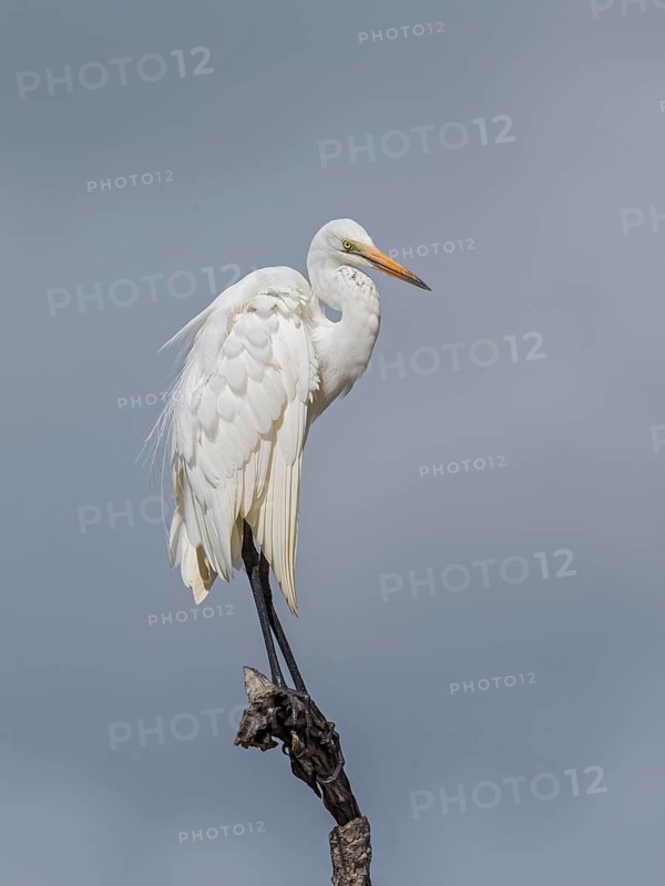 Great Egret (Ardea alba), Sri Lanka