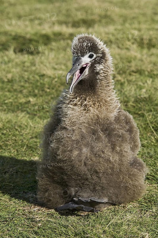 Laysan Albatross (Phoebastria immutabilis), Hawaii, USA