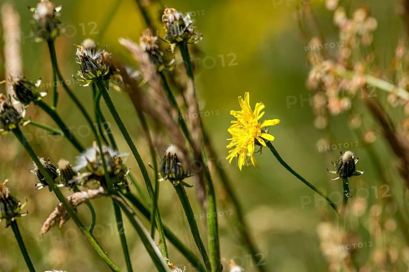 Common dandelion (Taraxacum sect. Ruderalia) in bloom and faded flower heads in a wild, natural flower meadow, Germany