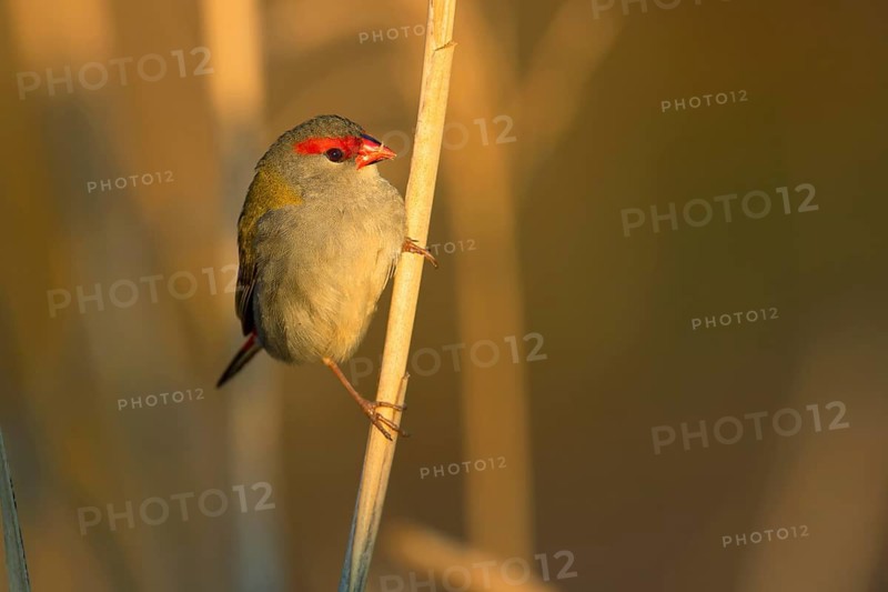 Red-browed Finch (Neochmia temporalis), Victoria, Australia
