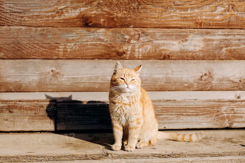 A serene domestic orange tabby cat basks in warm sunlight, sitting comfortably outside a rustic wooden house. Its fur glows gently in the soft afternoon light