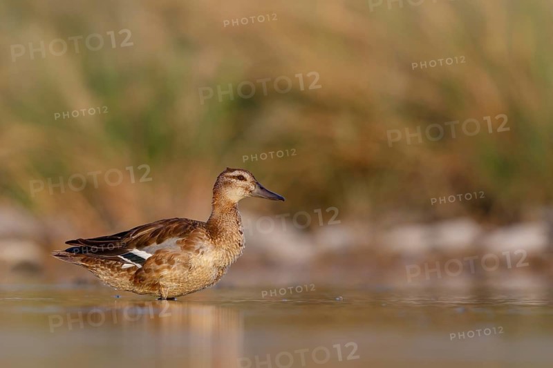 Teal, (Anas crecca), biotope, habitat, foraging, waters, animals, birds, ducks, ducks Salalah, Raysut, Dhofar, Oman