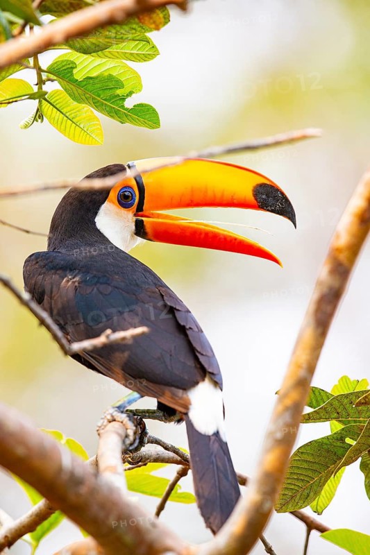 Giant toucan (Ramphastos toco) Pantanal Brazil