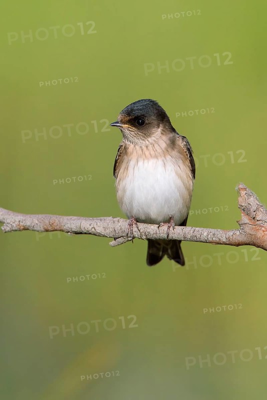 Tree Martin (Petrochelidon nigricans) juvenle, Victoria, Australia