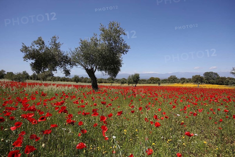 Meadow with poppies (Papaver rhoeas), olive trees, Dehesa, poppy field, poppy, landscape, Extremadura, Extremadura, Spain