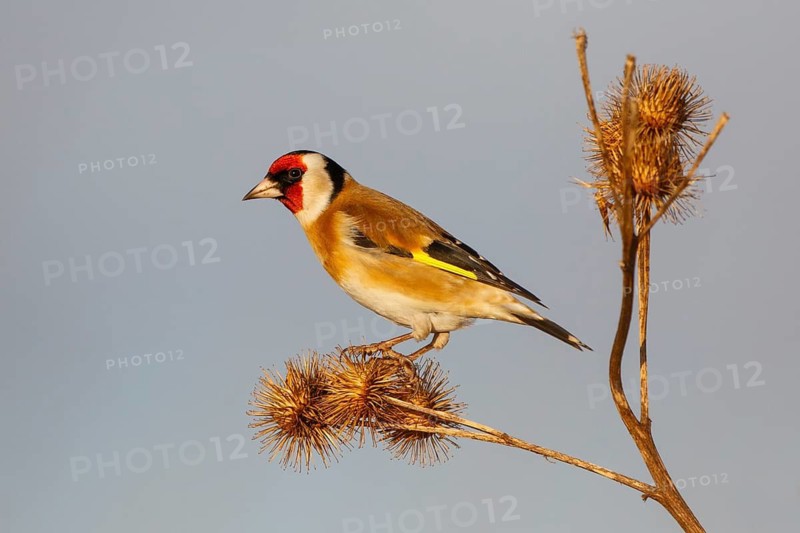 European Goldfinch (Carduelis carduelis), North Rhine-Westphalia, Germany
