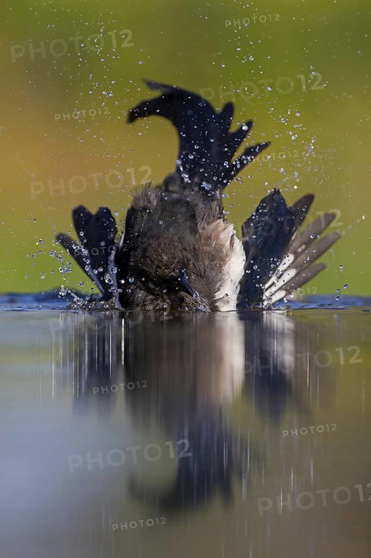 Eurasian Magpie (Pica pica), Rhineland-Palatinate, Germany