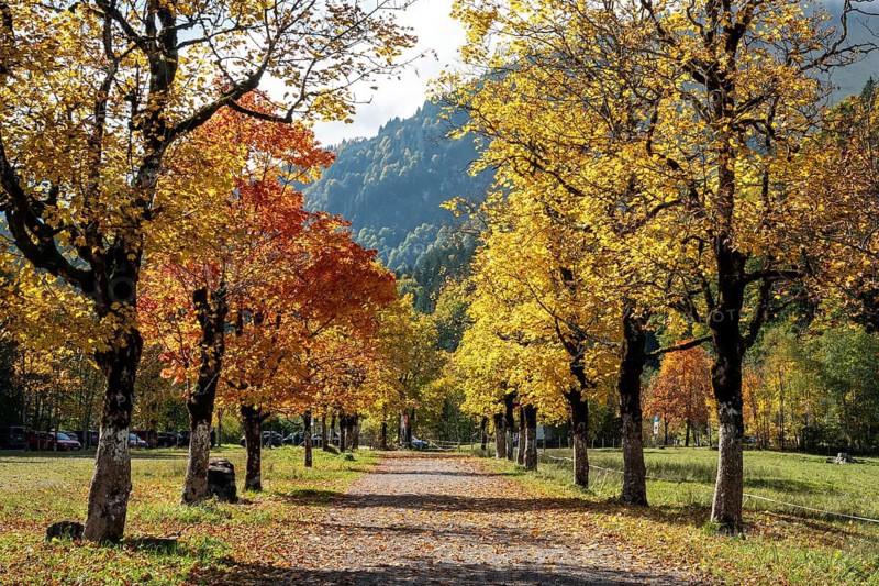 Autumn atmosphere, avenue with autumn-colored sycamore trees, Stillach Valley, near Heini-Klopfer Skiflugschanze, Oberstdorf, Oberallgäu, Allgäu, Bavaria, Germany