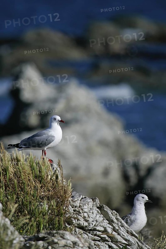 Silver Gull (Chroicocephalus novaehollandiae scopulinus) with juvenile, South Island, New Zealand