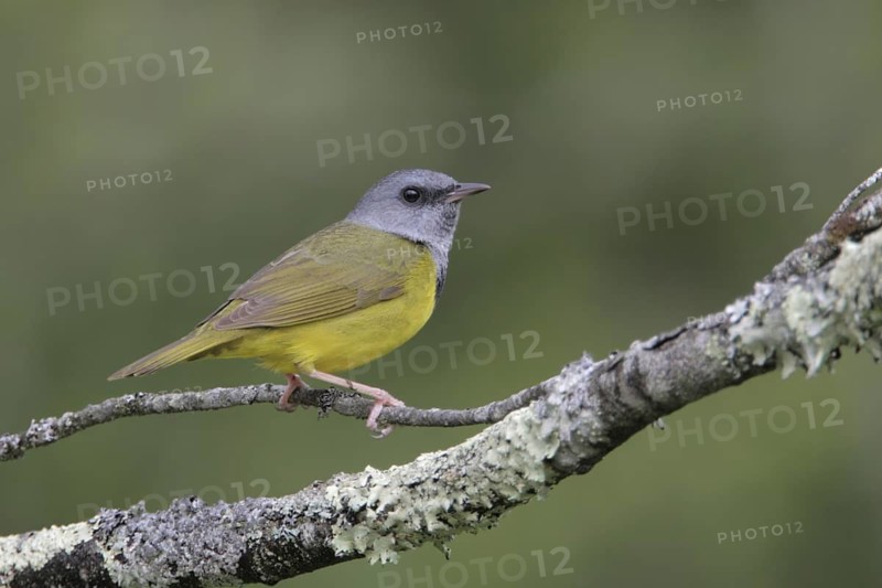 Mourning Warbler (Geothlypis philadelphia) male, West Virginia, USA