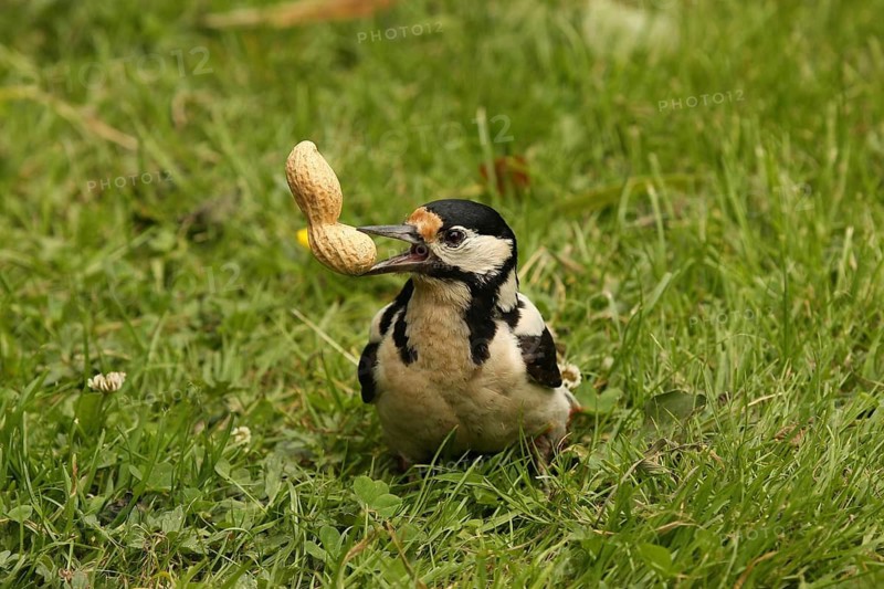 Great Spotted Woodpecker (Dendrocopos major) female, Lower Saxony, Germany