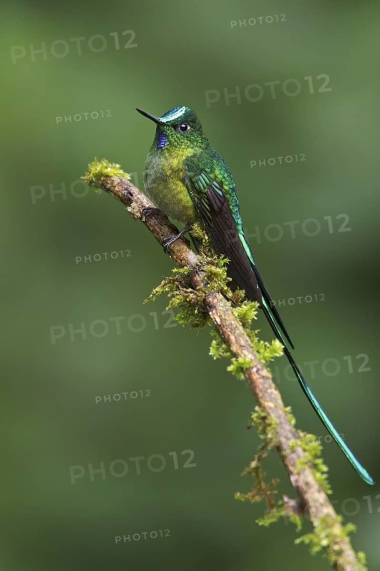 Long-tailed Sylph (Aglaiocercus kingi) perched on a branch in Ecuador, South America