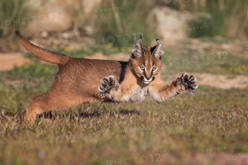Caracal (Caracal caracal) hunting and jumping cub, Castile-La Mancha, Spain