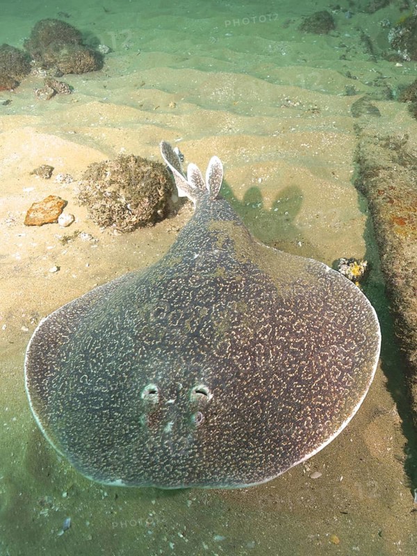 Variable electric ray (Gulf torpedo sinuspersici)