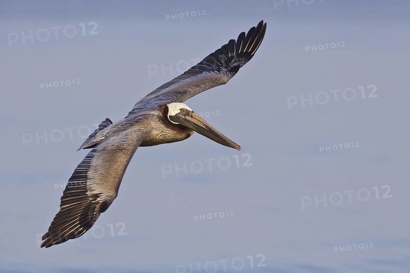 Brown Pelican (Pelecanus occidentalis) flying, Ecuador