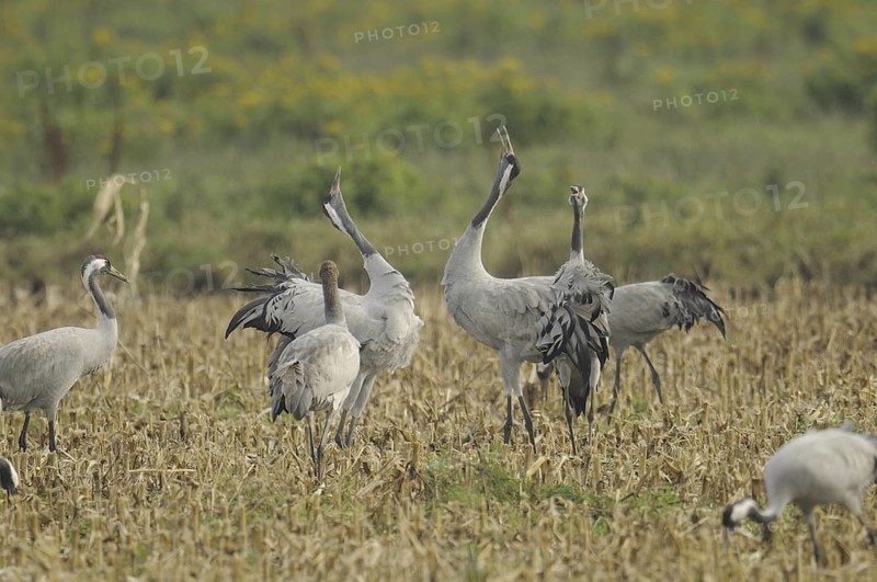 Common Crane (Grus grus), Mecklenburg-Western Pomerania, Germany