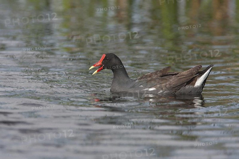 Common Gallinule (Gallinula galeata), Florida, USA