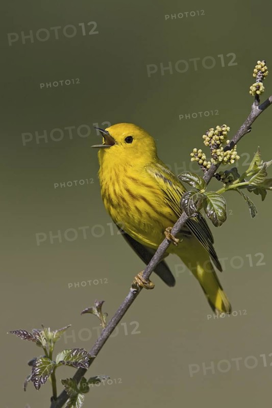Mangrove Warbler (Setophaga petechia) male singing, Ontario, Canada
