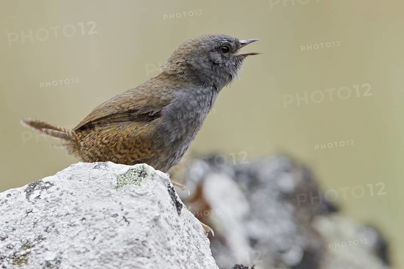 Puna Tapaculo (Scytalopus simonsi) perched on a rock in Bolivia, South America