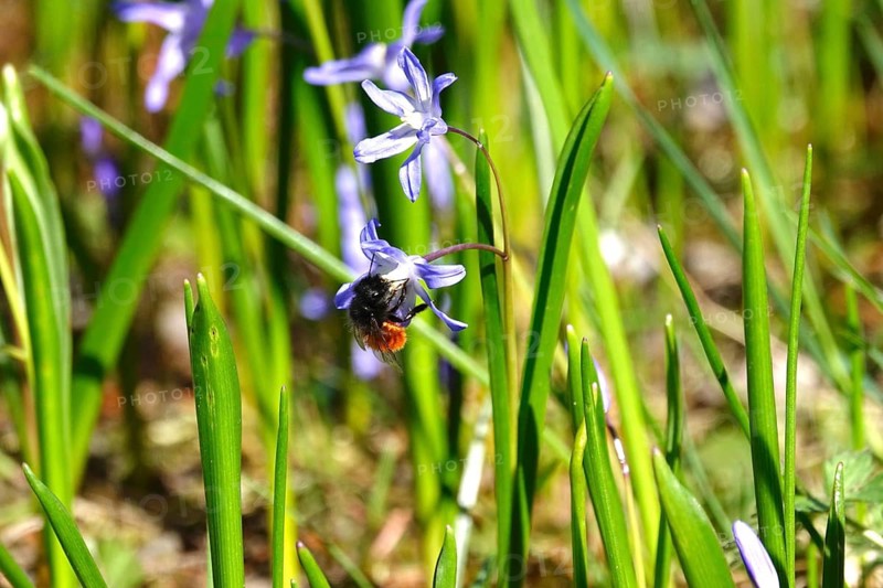 Blaustern, spring, Germany