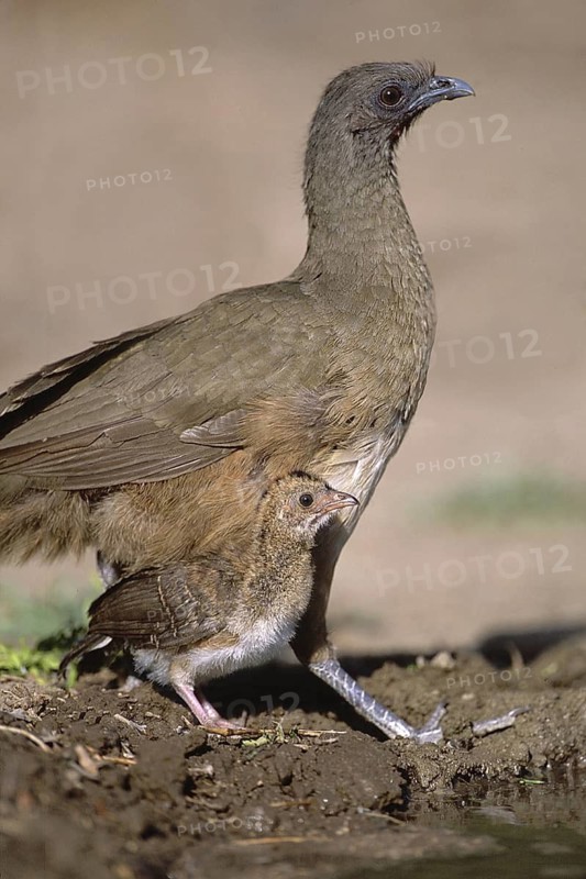 Plain Chachalaca (Ortalis vetula mccalli) juvenile, Texas, USA