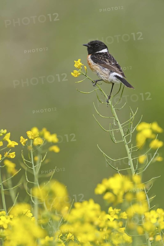 European Stonechat (Saxicola rubicola) male, Rhineland-Palatinate, Germany