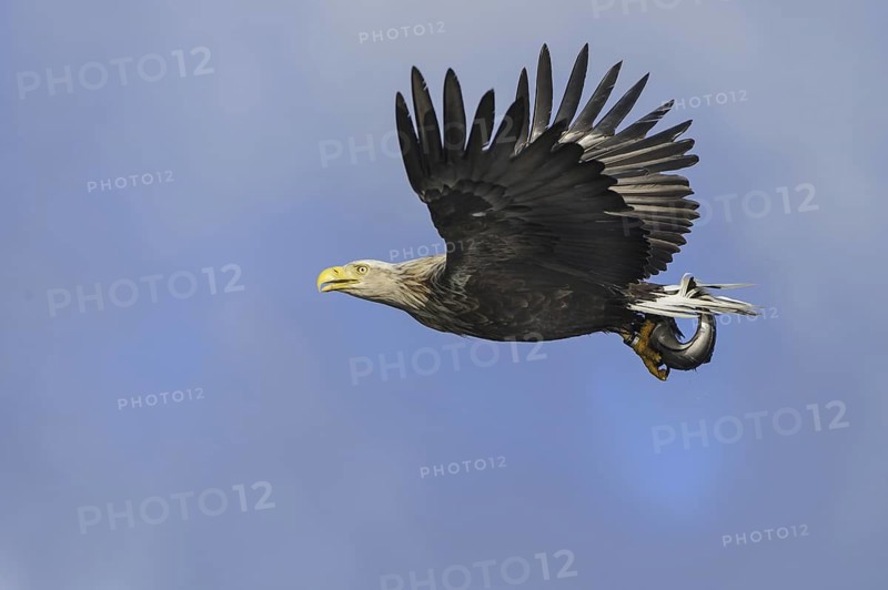 White-tailed Eagle (Haliaeetus albicilla) flying, Nord-Trondelag, Norway