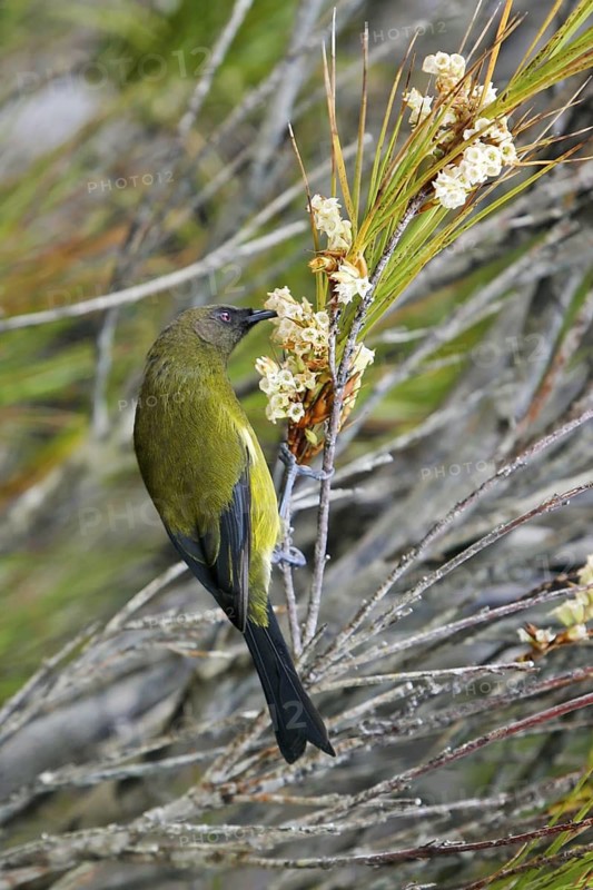 New Zealand Bellbird (Anthornis melanura), Stewart Island, New Zealand