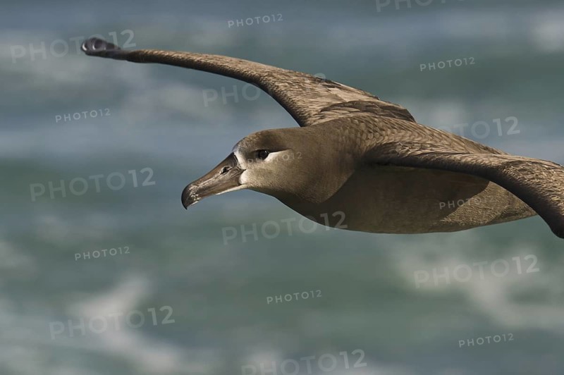 Black-footed Albatross (Phoebastria nigripes), Hawaii, USA