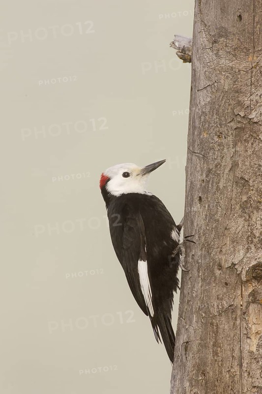White-headed Woodpecker (Leuconotopicus albolarvatus) male, California, USA