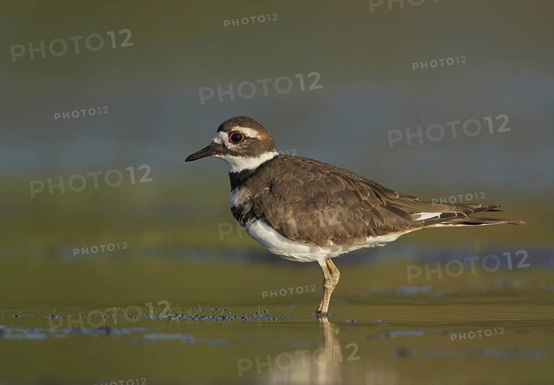 Killdeer (Charadrius vociferus), Ohio, USA