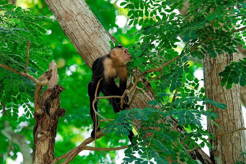 A Colombian white-faced capuchin, Cebus capucinus, perched high among vibrant green leaves, attentively scanning the environment