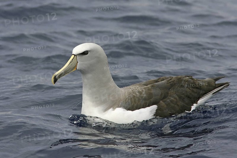 Shy Albatross (Thalassarche cauta), South Australia, Australia