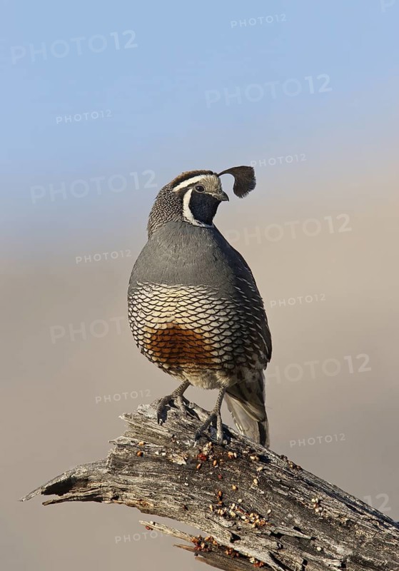 California Quail