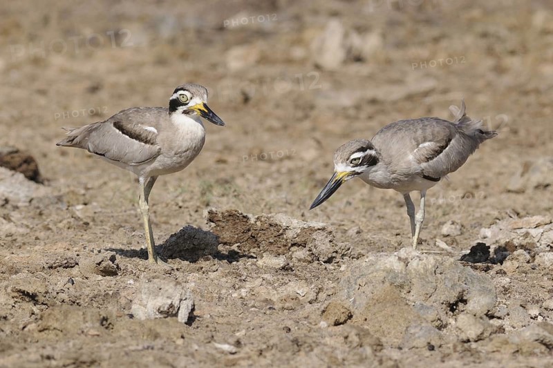 Great Stone-curlew (Esacus recurvirostris), Sri Lanka