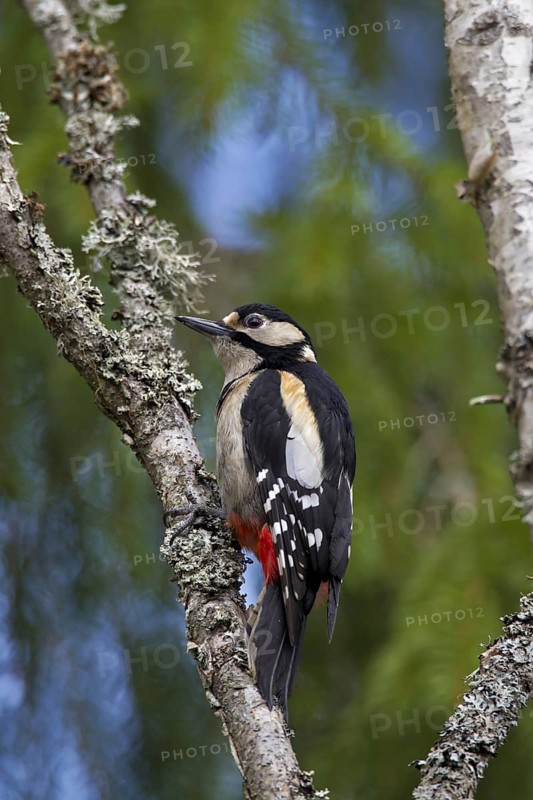 Great Spotted Woodpecker (Dendrocopos major) female perched in birch tree, Sweden