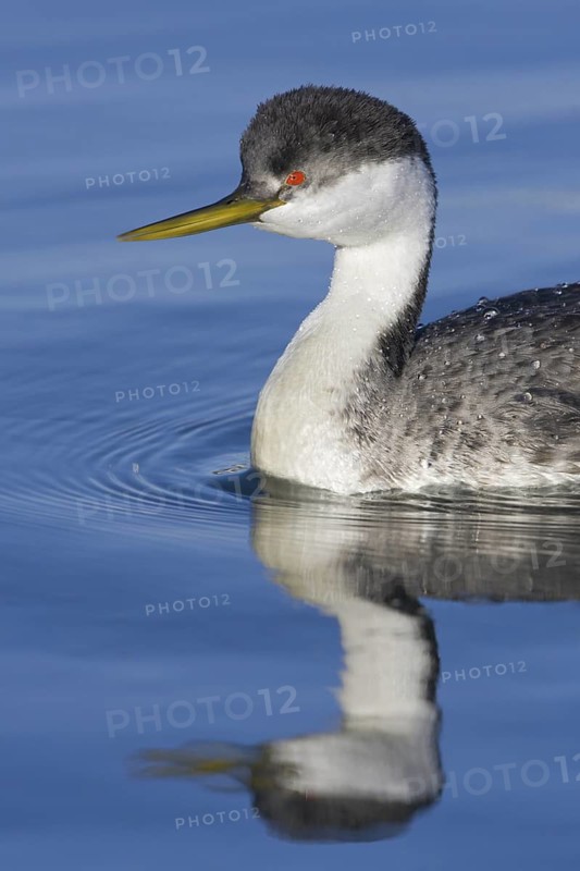 Western Grebe (Aechmophorus occidentalis), British Columbia, Canada